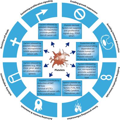 The Potential Role of Senescence As a Modulator of Platelets and Tumorigenesis